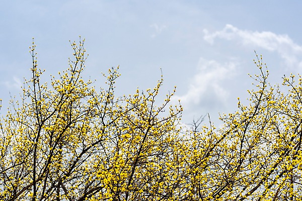포토 JPG 주간 구름 봄꽃 하늘 사람없음 야외 봄풍경 봄 산수유 산수유나무 양평 국내포토 자연요소 나무 계절 꽃 풍경 경기도 파일형식