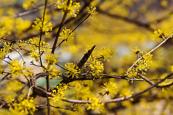 포토 JPG 주간 봄꽃 사람없음 야외 아웃포커스 봄풍경 봄 나뭇가지 산수유 산수유나무 양평 국내포토 자연요소 나무 계절 꽃 촬영기법 풍경 경기도 파일형식