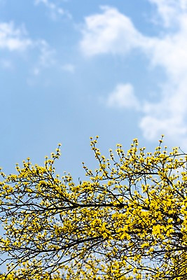 포토 JPG 주간 구름 봄꽃 하늘 사람없음 야외 봄풍경 봄 산수유 산수유나무 양평 국내포토 자연요소 나무 계절 꽃 풍경 경기도 파일형식