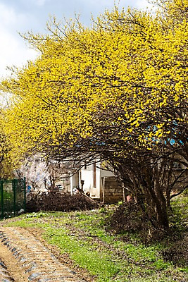 포토 JPG 주간 봄꽃 사람없음 야외 봄풍경 봄 산수유 산수유나무 양평 국내포토 자연요소 나무 계절 꽃 풍경 경기도 파일형식