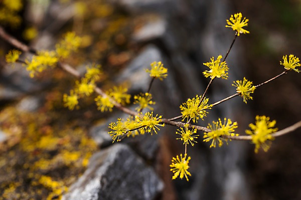 포토 JPG 주간 봄꽃 사람없음 야외 아웃포커스 봄풍경 봄 산수유 산수유나무 양평 국내포토 자연요소 나무 계절 꽃 촬영기법 풍경 경기도 파일형식