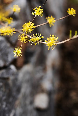 포토 JPG 주간 봄꽃 사람없음 야외 아웃포커스 봄풍경 봄 산수유 산수유나무 양평 국내포토 자연요소 나무 계절 꽃 촬영기법 풍경 경기도 파일형식