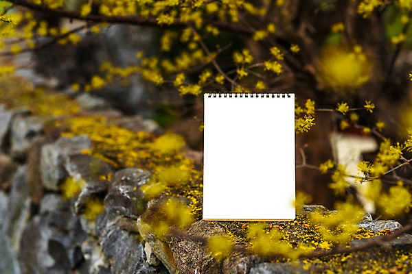 포토 JPG 주간 봄꽃 프레임 돌담 사람없음 야외 아웃포커스 봄풍경 봄 스프링노트 산수유 산수유나무 양평 국내포토 자연요소 나무 계절 꽃 촬영기법 풍경 담장 공책 돌_바위 경기도 파일형식