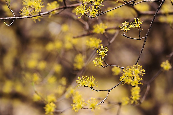 포토 JPG 주간 봄꽃 사람없음 야외 아웃포커스 봄풍경 봄 산수유 산수유나무 양평 국내포토 자연요소 나무 계절 꽃 촬영기법 풍경 경기도 파일형식