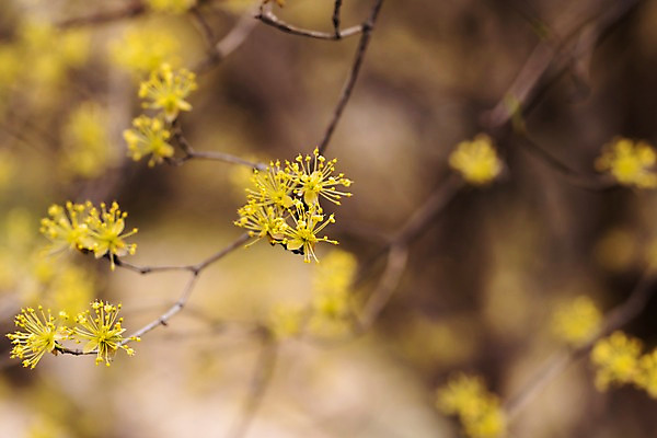 포토 JPG 주간 봄꽃 사람없음 야외 아웃포커스 봄풍경 봄 산수유 산수유나무 양평 국내포토 자연요소 나무 계절 꽃 촬영기법 풍경 경기도 파일형식