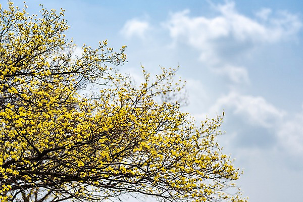 포토 JPG 주간 구름 봄꽃 하늘 사람없음 야외 봄풍경 봄 산수유 산수유나무 양평 국내포토 자연요소 나무 계절 꽃 풍경 경기도 파일형식
