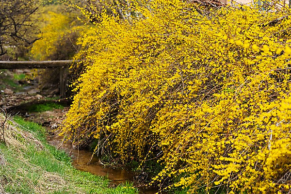 포토 JPG 주간 봄꽃 사람없음 야외 봄풍경 봄 개나리 양평 국내포토 자연요소 계절 꽃 풍경 경기도 파일형식