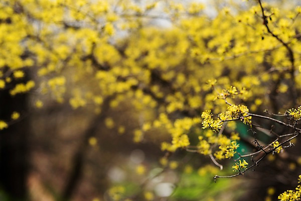 포토 JPG 주간 봄꽃 사람없음 야외 아웃포커스 봄풍경 봄 산수유 산수유나무 양평 국내포토 자연요소 나무 계절 꽃 촬영기법 풍경 경기도 파일형식