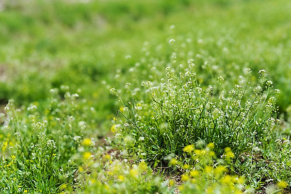 포토 JPG 주간 꽃밭 봄꽃 사람없음 야외 아웃포커스 봄풍경 봄 들꽃 양평 국내포토 자연요소 계절 꽃 촬영기법 풍경 경기도 파일형식