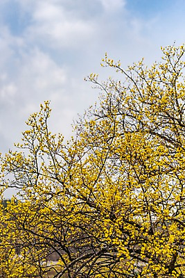포토 JPG 주간 구름 봄꽃 하늘 사람없음 야외 봄풍경 봄 산수유 산수유나무 양평 국내포토 자연요소 나무 계절 꽃 풍경 경기도 파일형식