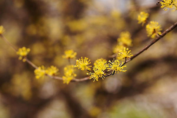 포토 JPG 주간 봄꽃 사람없음 야외 아웃포커스 봄풍경 봄 산수유 산수유나무 양평 국내포토 자연요소 나무 계절 꽃 촬영기법 풍경 경기도 파일형식