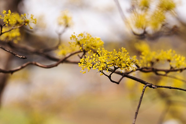 포토 JPG 주간 봄꽃 사람없음 야외 아웃포커스 봄풍경 봄 산수유 산수유나무 양평 국내포토 자연요소 나무 계절 꽃 촬영기법 풍경 경기도 파일형식