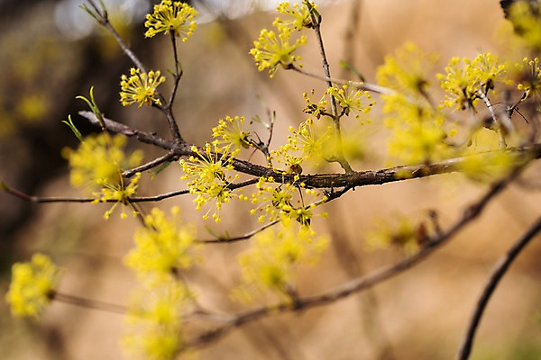 포토 JPG 주간 봄꽃 사람없음 야외 아웃포커스 봄풍경 봄 산수유 산수유나무 양평 국내포토 자연요소 나무 계절 꽃 촬영기법 풍경 경기도 파일형식