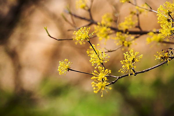 포토 JPG 주간 봄꽃 사람없음 야외 아웃포커스 봄풍경 봄 산수유 산수유나무 양평 국내포토 자연요소 나무 계절 꽃 촬영기법 풍경 경기도 파일형식