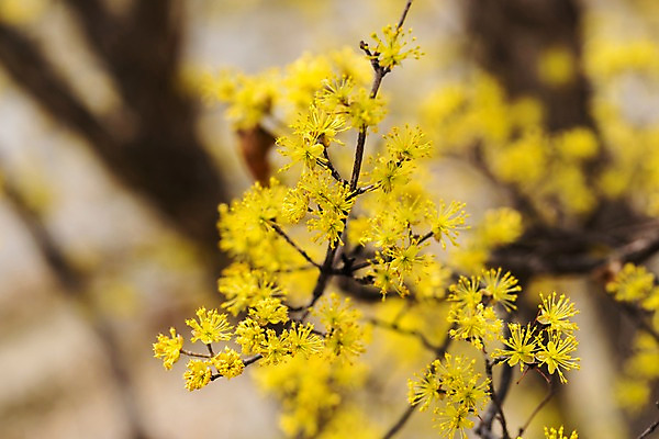포토 JPG 주간 봄꽃 사람없음 야외 아웃포커스 봄풍경 봄 산수유 산수유나무 양평 국내포토 자연요소 나무 계절 꽃 촬영기법 풍경 경기도 파일형식