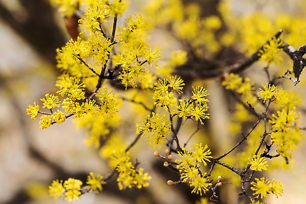 포토 JPG 주간 봄꽃 사람없음 야외 아웃포커스 봄풍경 봄 산수유 산수유나무 양평 국내포토 자연요소 나무 계절 꽃 촬영기법 풍경 경기도 파일형식