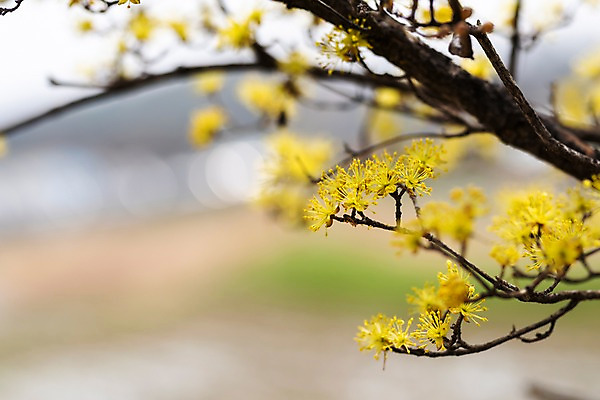 포토 JPG 주간 봄꽃 사람없음 야외 아웃포커스 봄풍경 봄 산수유 산수유나무 양평 국내포토 자연요소 나무 계절 꽃 촬영기법 풍경 경기도 파일형식