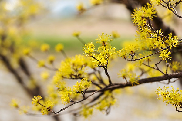 포토 JPG 주간 봄꽃 사람없음 야외 아웃포커스 봄풍경 봄 산수유 산수유나무 양평 국내포토 자연요소 나무 계절 꽃 촬영기법 풍경 경기도 파일형식