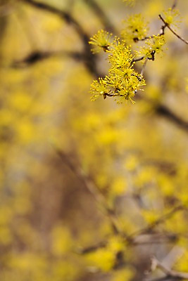 포토 JPG 주간 봄꽃 사람없음 야외 아웃포커스 봄풍경 봄 산수유 산수유나무 양평 국내포토 자연요소 나무 계절 꽃 촬영기법 풍경 경기도 파일형식