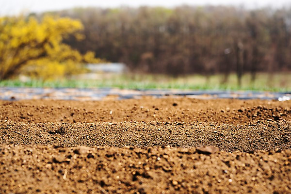 포토 JPG 주간 봄꽃 사람없음 야외 아웃포커스 농사 흙 봄풍경 봄 양평 텃밭 국내포토 자연요소 계절 꽃 밭 농업 촬영기법 풍경 경기도 파일형식