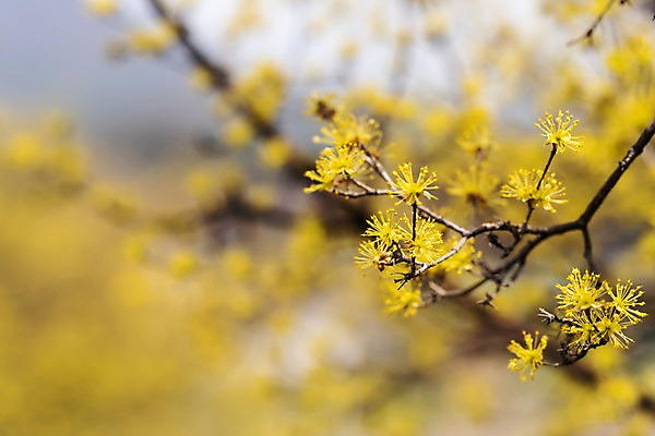 포토 JPG 주간 봄꽃 사람없음 야외 아웃포커스 봄풍경 봄 산수유 산수유나무 양평 국내포토 자연요소 나무 계절 꽃 촬영기법 풍경 경기도 파일형식