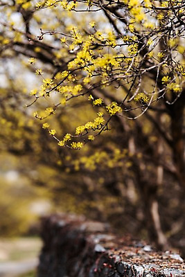 포토 JPG 주간 봄꽃 사람없음 야외 아웃포커스 봄풍경 봄 산수유 산수유나무 양평 국내포토 자연요소 나무 계절 꽃 촬영기법 풍경 경기도 파일형식