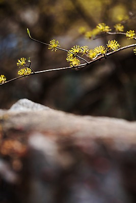 포토 JPG 주간 봄꽃 사람없음 야외 아웃포커스 봄풍경 봄 산수유 산수유나무 양평 국내포토 자연요소 나무 계절 꽃 촬영기법 풍경 경기도 파일형식