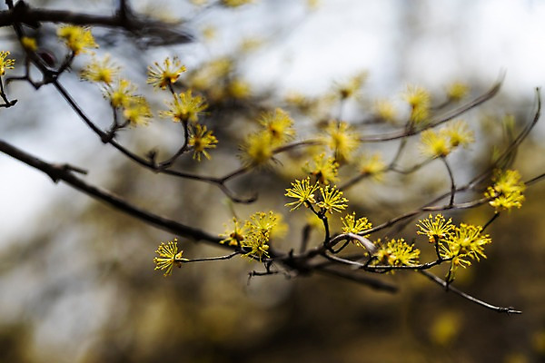 포토 JPG 주간 봄꽃 사람없음 야외 아웃포커스 봄풍경 봄 산수유 산수유나무 양평 국내포토 자연요소 나무 계절 꽃 촬영기법 풍경 경기도 파일형식