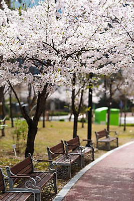 포토 JPG 주간 벤치 봄꽃 사람없음 야외 아웃포커스 봄풍경 봄 산책로 벚꽃 벚나무 판교 국내포토 자연요소 나무 계절 꽃 길 의자 촬영기법 풍경 분당 파일형식