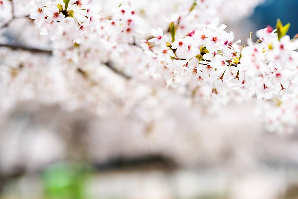 포토 JPG 주간 봄꽃 사람없음 야외 아웃포커스 봄풍경 봄 벚꽃 벚나무 판교 국내포토 자연요소 나무 계절 꽃 촬영기법 풍경 분당 파일형식