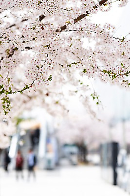 포토 JPG 주간 봄꽃 사람없음 야외 아웃포커스 봄풍경 봄 벚꽃 벚나무 판교 국내포토 자연요소 나무 계절 꽃 촬영기법 풍경 분당 파일형식