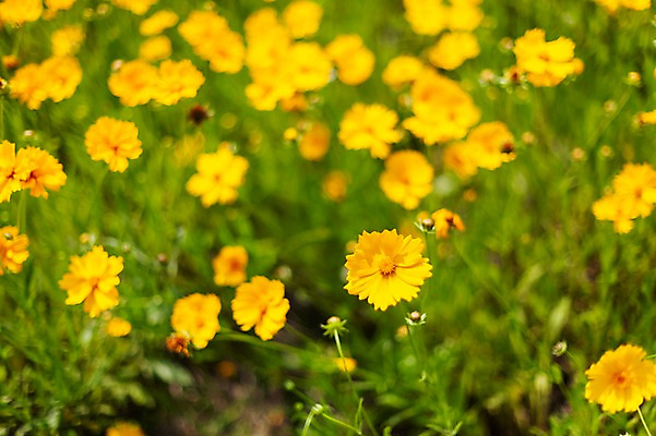 포토 JPG 주간 꽃밭 봄꽃 사람없음 야외 아웃포커스 봄풍경 봄 들꽃 금계국 판교 국내포토 자연요소 계절 꽃 촬영기법 풍경 분당 파일형식