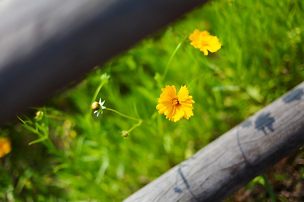 포토 JPG 주간 꽃밭 봄꽃 사람없음 야외 아웃포커스 울타리 봄풍경 봄 들꽃 금계국 판교 국내포토 자연요소 계절 꽃 촬영기법 풍경 담장 분당 파일형식