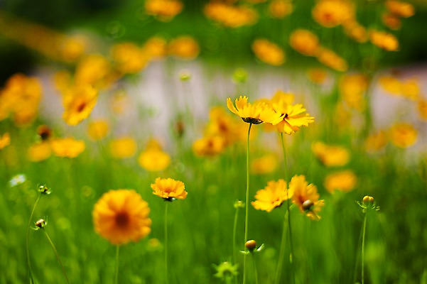 포토 JPG 주간 꽃밭 봄꽃 사람없음 야외 아웃포커스 봄풍경 봄 들꽃 금계국 판교 국내포토 자연요소 계절 꽃 촬영기법 풍경 분당 파일형식
