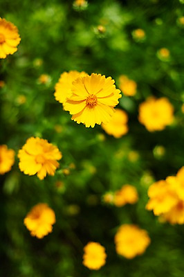 포토 JPG 주간 꽃밭 봄꽃 사람없음 야외 아웃포커스 봄풍경 봄 들꽃 금계국 판교 국내포토 자연요소 계절 꽃 촬영기법 풍경 분당 파일형식