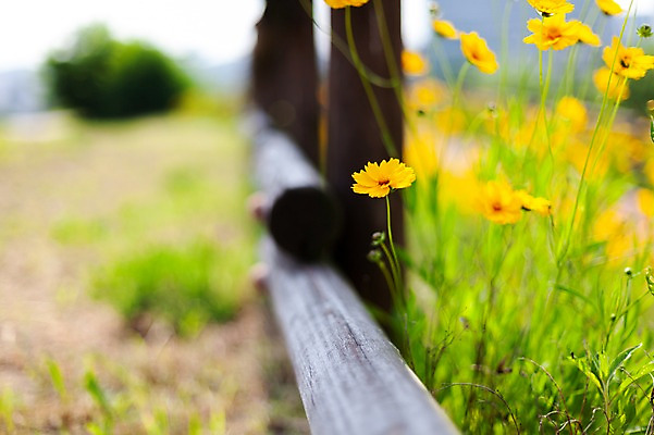 포토 JPG 주간 꽃밭 봄꽃 사람없음 야외 아웃포커스 봄풍경 봄 들꽃 금계국 판교 국내포토 자연요소 계절 꽃 촬영기법 풍경 분당 파일형식
