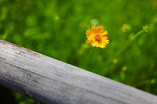 포토 JPG 주간 꽃밭 봄꽃 사람없음 야외 아웃포커스 봄풍경 봄 들꽃 금계국 판교 국내포토 자연요소 계절 꽃 촬영기법 풍경 분당 파일형식