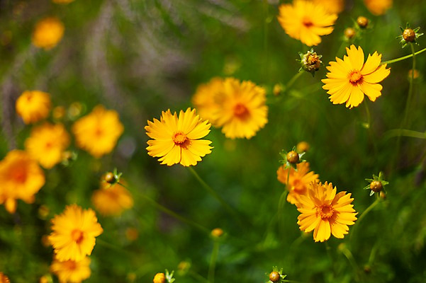 포토 JPG 주간 꽃밭 봄꽃 사람없음 야외 아웃포커스 봄풍경 봄 들꽃 금계국 판교 국내포토 자연요소 계절 꽃 촬영기법 풍경 분당 파일형식