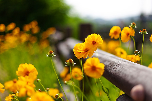 포토 JPG 주간 꽃밭 봄꽃 사람없음 야외 아웃포커스 봄풍경 봄 들꽃 금계국 판교 국내포토 자연요소 계절 꽃 촬영기법 풍경 분당 파일형식