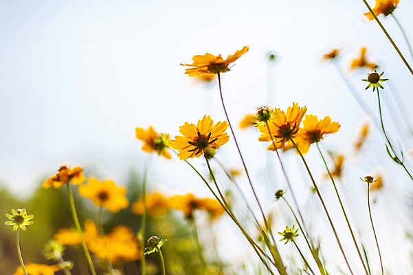 포토 JPG 주간 꽃밭 봄꽃 사람없음 야외 아웃포커스 봄풍경 봄 들꽃 금계국 판교 국내포토 자연요소 계절 꽃 촬영기법 풍경 분당 파일형식