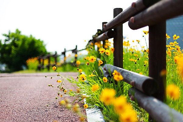 포토 JPG 주간 꽃밭 봄꽃 사람없음 야외 아웃포커스 울타리 봄풍경 봄 산책로 들꽃 금계국 판교 국내포토 자연요소 계절 꽃 길 촬영기법 풍경 담장 분당 파일형식