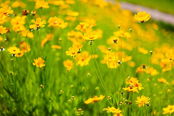 포토 JPG 주간 꽃밭 봄꽃 사람없음 야외 아웃포커스 봄풍경 봄 들꽃 금계국 판교 국내포토 자연요소 계절 꽃 촬영기법 풍경 분당 파일형식