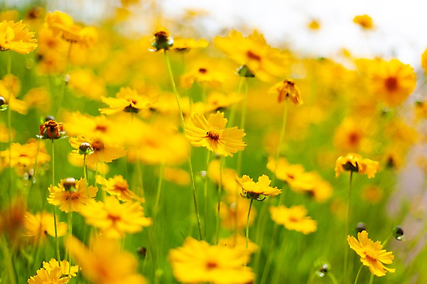 포토 JPG 주간 꽃밭 봄꽃 사람없음 야외 아웃포커스 봄풍경 봄 들꽃 금계국 판교 국내포토 자연요소 계절 꽃 촬영기법 풍경 분당 파일형식
