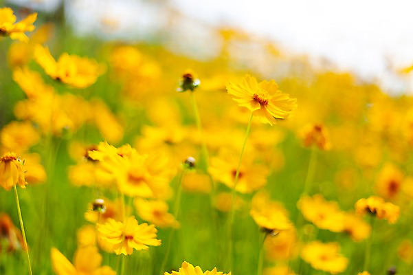 포토 JPG 주간 꽃밭 봄꽃 사람없음 야외 아웃포커스 봄풍경 봄 들꽃 금계국 판교 국내포토 자연요소 계절 꽃 촬영기법 풍경 분당 파일형식