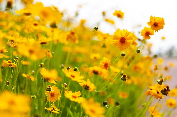 포토 JPG 주간 꽃밭 봄꽃 사람없음 야외 아웃포커스 봄풍경 봄 들꽃 금계국 판교 국내포토 자연요소 계절 꽃 촬영기법 풍경 분당 파일형식