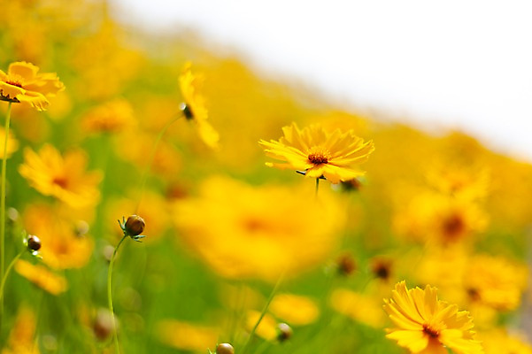 포토 JPG 주간 꽃밭 봄꽃 사람없음 야외 아웃포커스 봄풍경 봄 들꽃 금계국 판교 국내포토 자연요소 계절 꽃 촬영기법 풍경 분당 파일형식