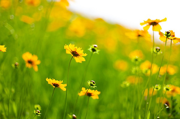 포토 JPG 주간 꽃밭 봄꽃 사람없음 야외 아웃포커스 봄풍경 봄 들꽃 금계국 판교 국내포토 자연요소 계절 꽃 촬영기법 풍경 분당 파일형식