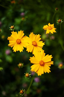 포토 JPG 주간 꽃밭 봄꽃 사람없음 야외 아웃포커스 봄풍경 봄 들꽃 금계국 판교 국내포토 자연요소 계절 꽃 촬영기법 풍경 분당 파일형식