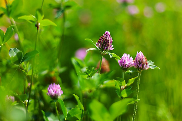 포토 JPG 주간 봄꽃 사람없음 야외 아웃포커스 봄풍경 봄 붉은토끼풀 판교 국내포토 자연요소 계절 꽃 촬영기법 풍경 분당 파일형식