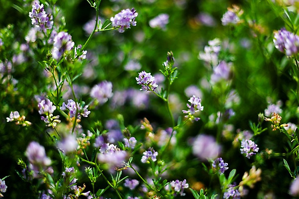 포토 JPG 주간 꽃밭 봄꽃 사람없음 야외 아웃포커스 봄풍경 봄 판교 자주개자리 국내포토 자연요소 계절 꽃 촬영기법 풍경 분당 파일형식